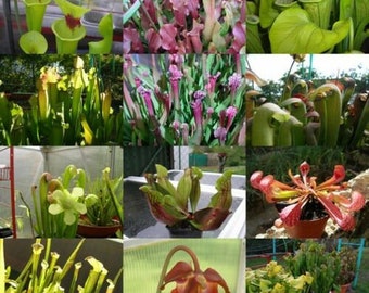 Fall Savings 10% off!! Carnivorous Plant Seeds 10 SEEDS Sarracenia species. Different kinds
