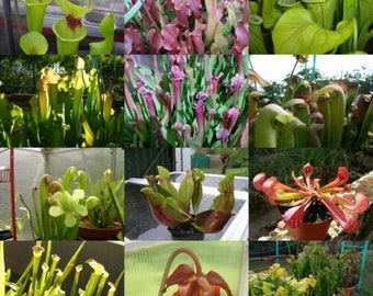 Collezione primaverile! Semi di piante carnivore 10 SEMI Specie Sarracenia. Diversi tipi