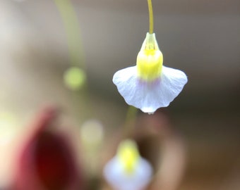 Frühlingskollektion! Fleischfressende Pflanze 10 mm Wasserschlauch. Utricularia bisquamata