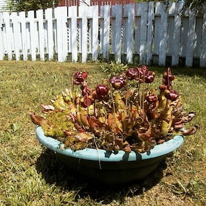 May include: A teal-coloured, round planter filled with various plants, including pitcher plants with burgundy-coloured pitchers. The planter is on a grassy lawn, with a white picket fence in the background.
