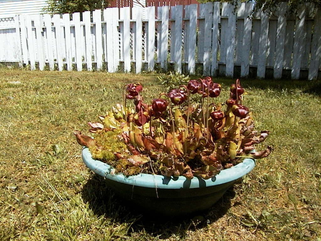 PURPLE PITCHER PLANT Sarracenia Purpurea Native 20 Seeds Hardy Zones 3-8 PURPLE PITCHER PLANT Sarracenia Purpurea Native 20 Seeds Hardy Zones 3-8