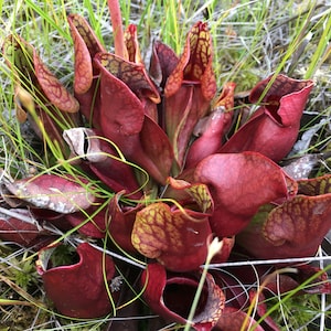 Fall Savings 10% off!! 20 Carnivorous Plant Seeds Garden Pest Control Using Purple Pitcher Plant.
