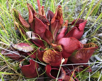 Semi di Sarracenia viola: pianta carnivora per il controllo dei parassiti del giardino (20 semi)