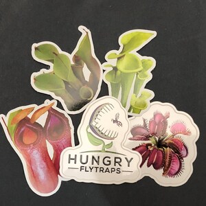 10% korting voor de lente!! Vinylsticker, pak van 5 vleesetende planten. Ongeveer 2 inch groot.