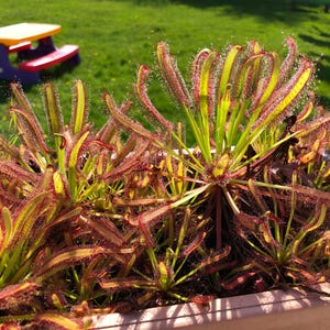 Puede incluir: Primer plano de una planta carnívora en maceta con hojas largas, delgadas, rojas y amarillas. La planta está en una maceta marrón y está rodeada de hierba verde.
