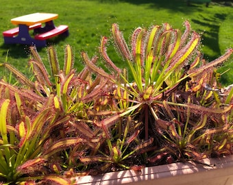 Vente de plantation de printemps : 10 % de réduction !! Plante carnivore 20 graines de droséra du Cap