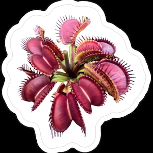 10% korting voor de lente!! Sticker Venus Flytrap