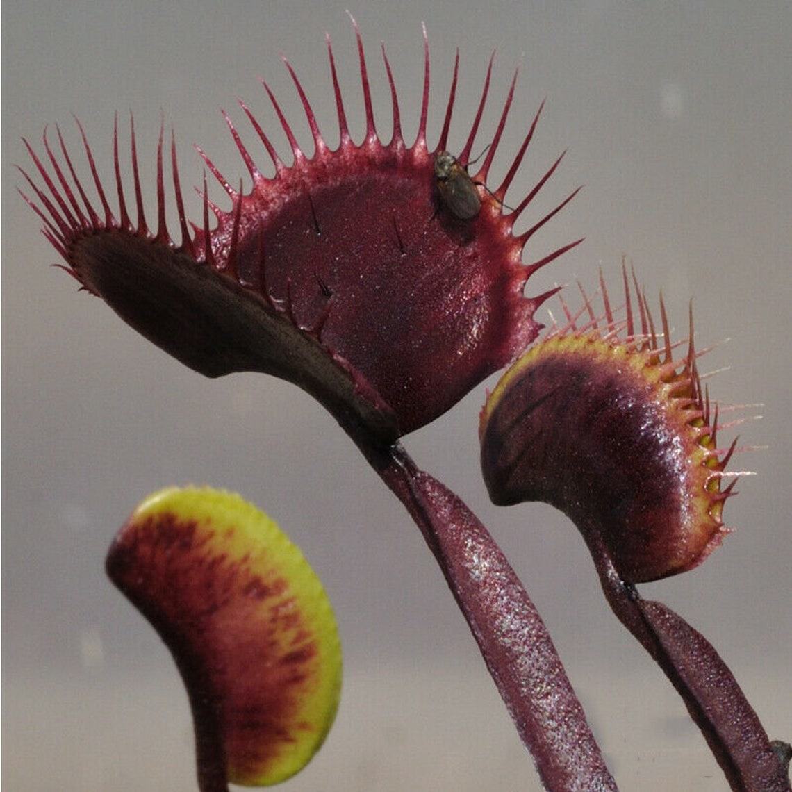 7 ALL RED VARIETY Venus Flytrap Seeds dionaea Muscipula Etsy Australia