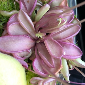5 Pinguicula emarginata frön MYCKET sällsynta