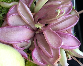 5 graines de Pinguicula emarginata TRES RARES