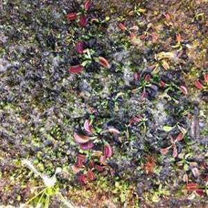 May include: A close-up view of a tray of carnivorous plants, with several small, red, and green plants growing in a dark brown soil-like medium.