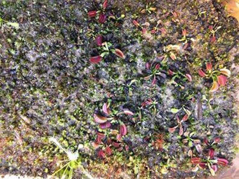 May include: A close-up view of a tray of carnivorous plants, with several small, red, and green plants growing in a dark brown soil-like medium.