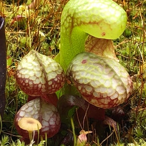 May include: Close-up of a group of pitcher plants with green and burgundy hues. The plants have a unique, textured appearance, with a bulbous shape and a speckled pattern. The background is a mix of green moss and other plant life.