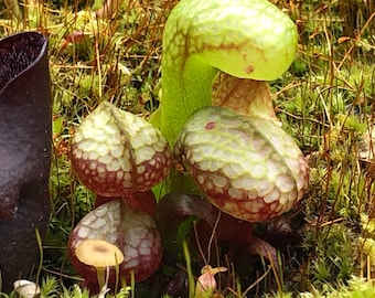 Spring Planting Sale Carnivorous Plant Seeds 5 Cobra Lily Plant (Darlingtonia californica) REAL seeds.