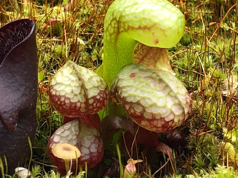 HungryFlytraps Cobra Lily Seeds - Thumbnail 2