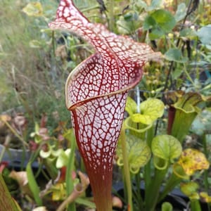 Spring Savings 10% off!! Carnivorous Plant Seeds 7 Sarracenia leucophylla &quot;Pink&quot; REAL SEEDS