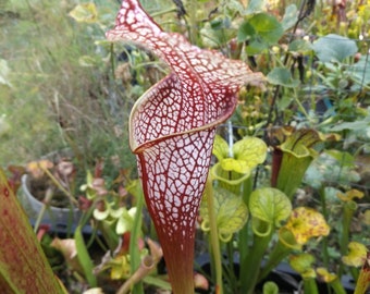 May include: A close-up of a red and white pitcher plant with a textured surface. The plant is surrounded by other green plants.