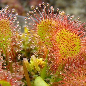 May include: Close-up of a red and yellow carnivorous plant with dew drops on its tentacles. The plant is in focus, while the background is blurred.