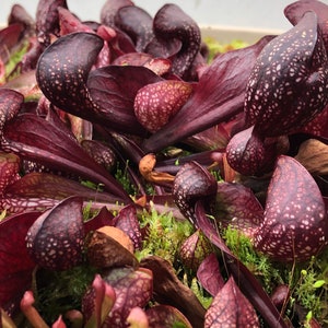 May include: A close-up of a group of carnivorous pitcher plants with deep red, burgundy, and white speckled leaves. The plants are growing in a pot with moss.