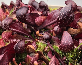 ¡Oferta de siembra de primavera con 10% de descuento! Semillas de plantas carnívoras: 7 semillas de Sarracenia psittacina (SEMILLAS REALES).