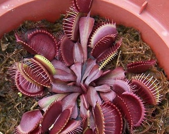 Fall Savings 10% off!! Carnivorous Plant Seeds 7 RED DRAGON VFT