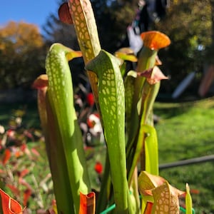 Pode incluir: Um close-up de um grupo de plantas carnívoras de jarro com folhas verdes e vermelhas. As plantas têm manchas brancas nas folhas e estão crescendo em um vaso.