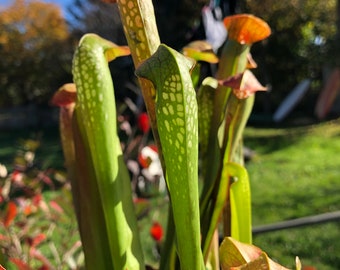 Sarracenia Hooded Pitcher Plant Seeds (5 Count) – Carnivorous Insect Trap
