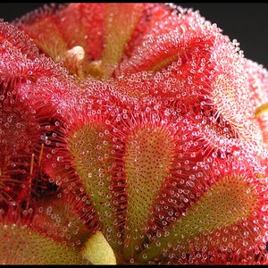 May include: Detailed image of a red sundew plant, covered in glistening droplets. The plant's tentacles are visible, with a mix of red and green hues. The plant's circular shape is prominent against a dark backdrop. The image highlights the plant's intricate details.