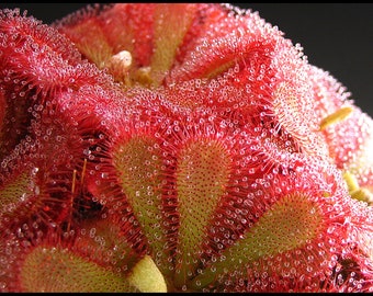 May include: Close-up of a vibrant red sundew plant, showcasing its sticky, dew-covered tentacles. The plant's circular shape and intricate details are highlighted against a dark background. The plant's leaves are a mix of red and green.