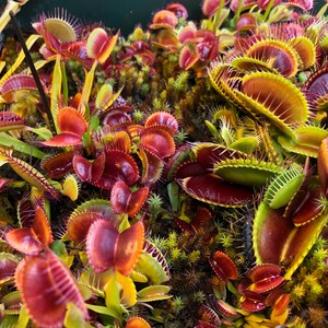 May include: A close-up of a group of Venus flytrap plants. The traps are open and have red and green coloration. The plants are growing in a pot.
