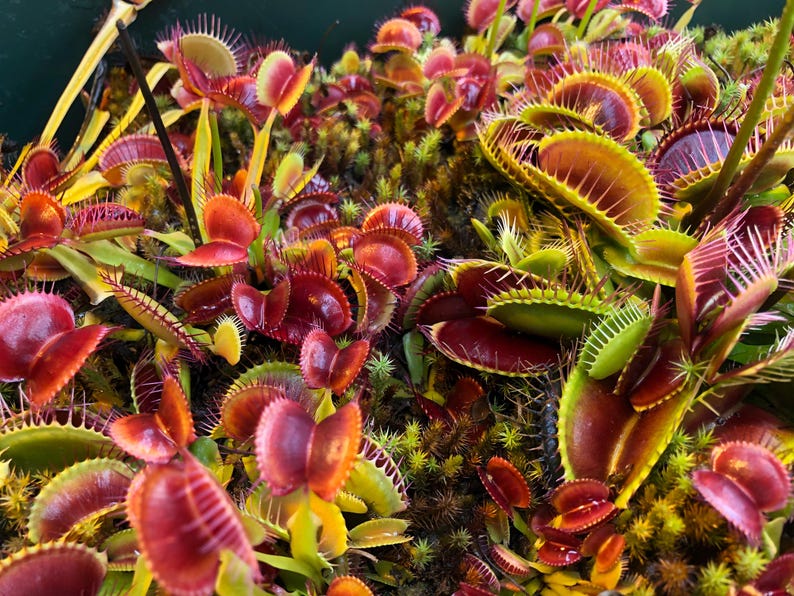May include: A close-up of a group of Venus flytrap plants. The traps are open and have red and green coloration. The plants are growing in a pot.