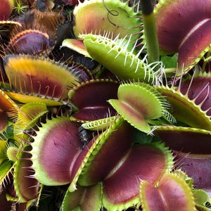 Spring Savings! Venus Flytrap 10 Seeds