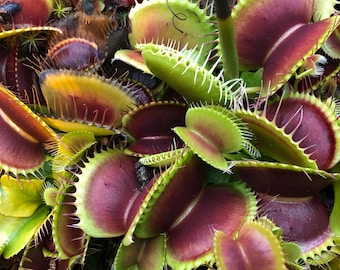 Venus Fly Trap Seeds: Carnivorous Plant, DIY Gardening Flytrap, Easy Care, Indoor & Outdoor Use, Kids Love These