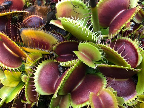 Spring Planting Sale! Venus Flytrap 10 Seeds