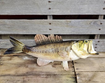 Large Mouth Bass Driftwood Mount - Etsy