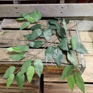 12 Stems - 23" Ficus Leaves Spray - Artificial Greenery Filler Foliage Supplies Wedding High Quality