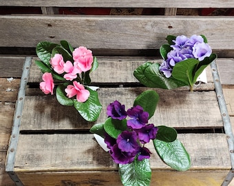 Cajuns Christy African Violet Starter Plant (ALL Starter PLANTS