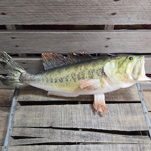 May include: A realistic fish sculpture featuring a textured green and yellow body with dark mottled patterns, a prominent dorsal fin, and an open mouth. The fish has detailed scales, a light-colored underbelly, and distinct fins with reddish-brown tips.