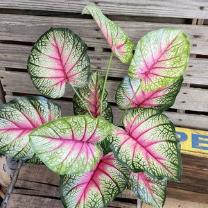 May include: A close-up of a Caladium plant with large, heart-shaped leaves. The leaves are a vibrant mix of pink, green, and white, with intricate veining patterns. The plant is set against a rustic wooden background.
