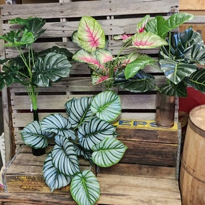 chines money plant Chinese Money Plant  Green Acres Nursery & Supply