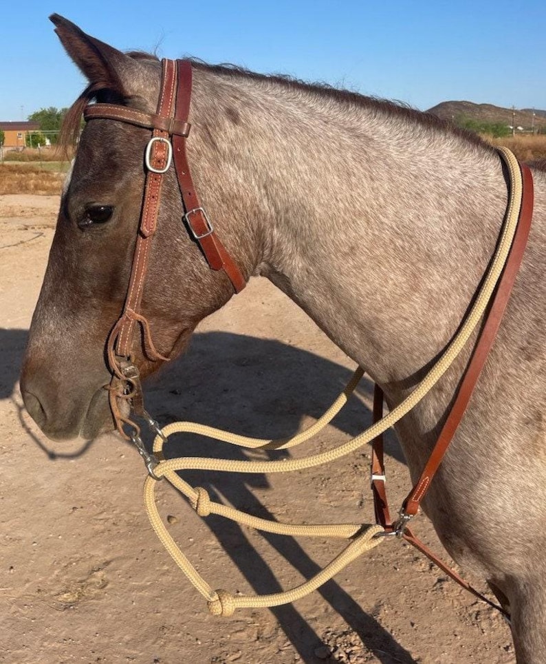 May include: A close-up of a horse wearing a brown leather bridle and a beige rope halter. The horse has a gray coat and is outdoors in natural light. The bridle has silver-colored metal hardware.