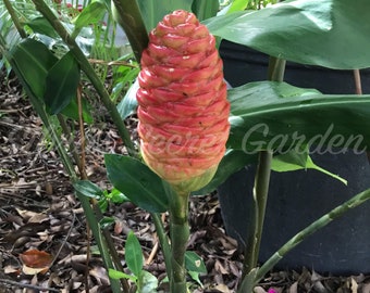Awapuhi Plant Etsy