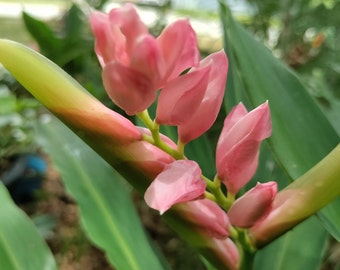 Organic Pink Perfection Ginger Alpinia Hainanensis fast shipping