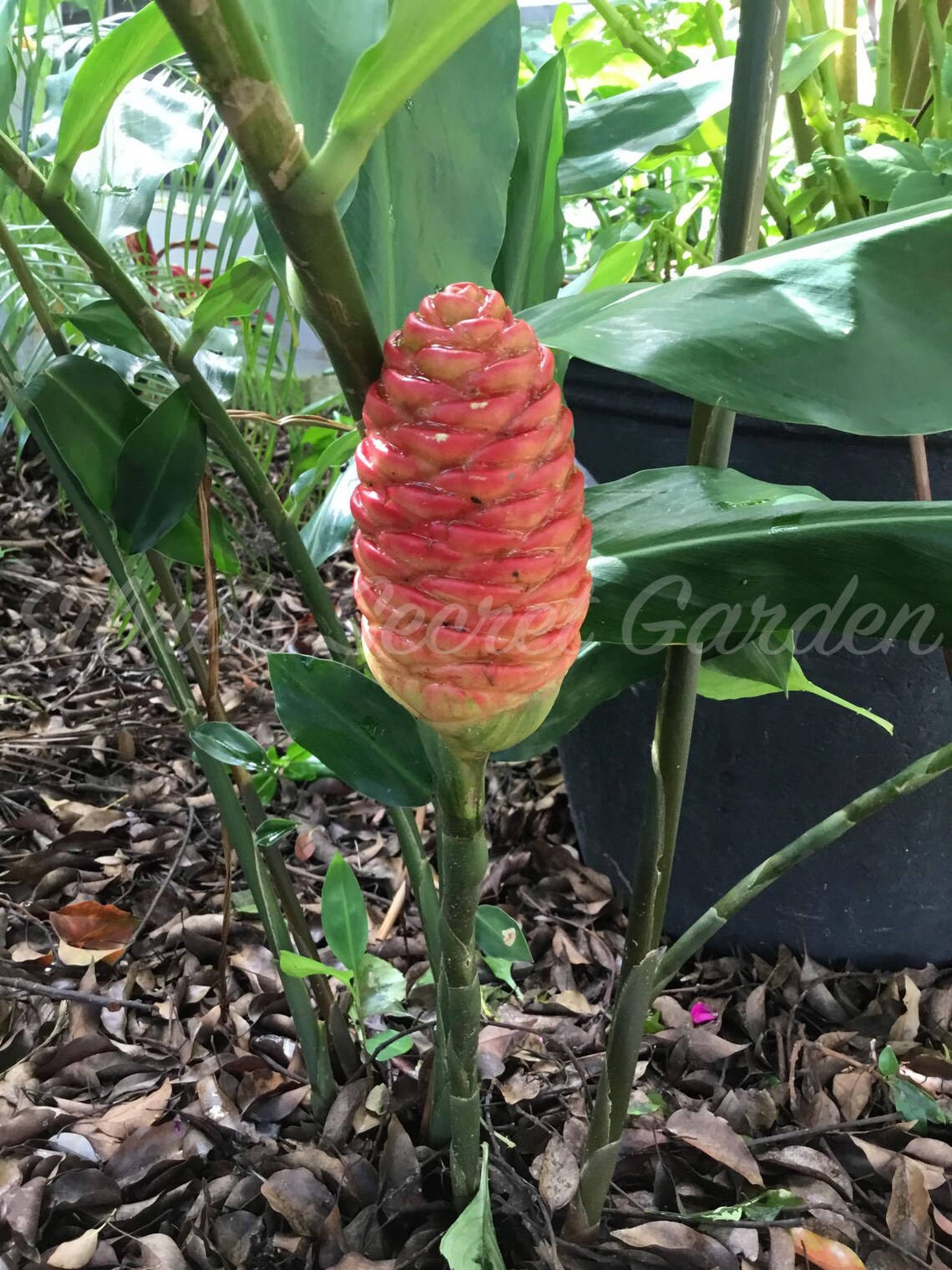 Organic Shampoo Ginger/ Pinecone Ginger Rhizome Zone 8 Thru 11 Fast