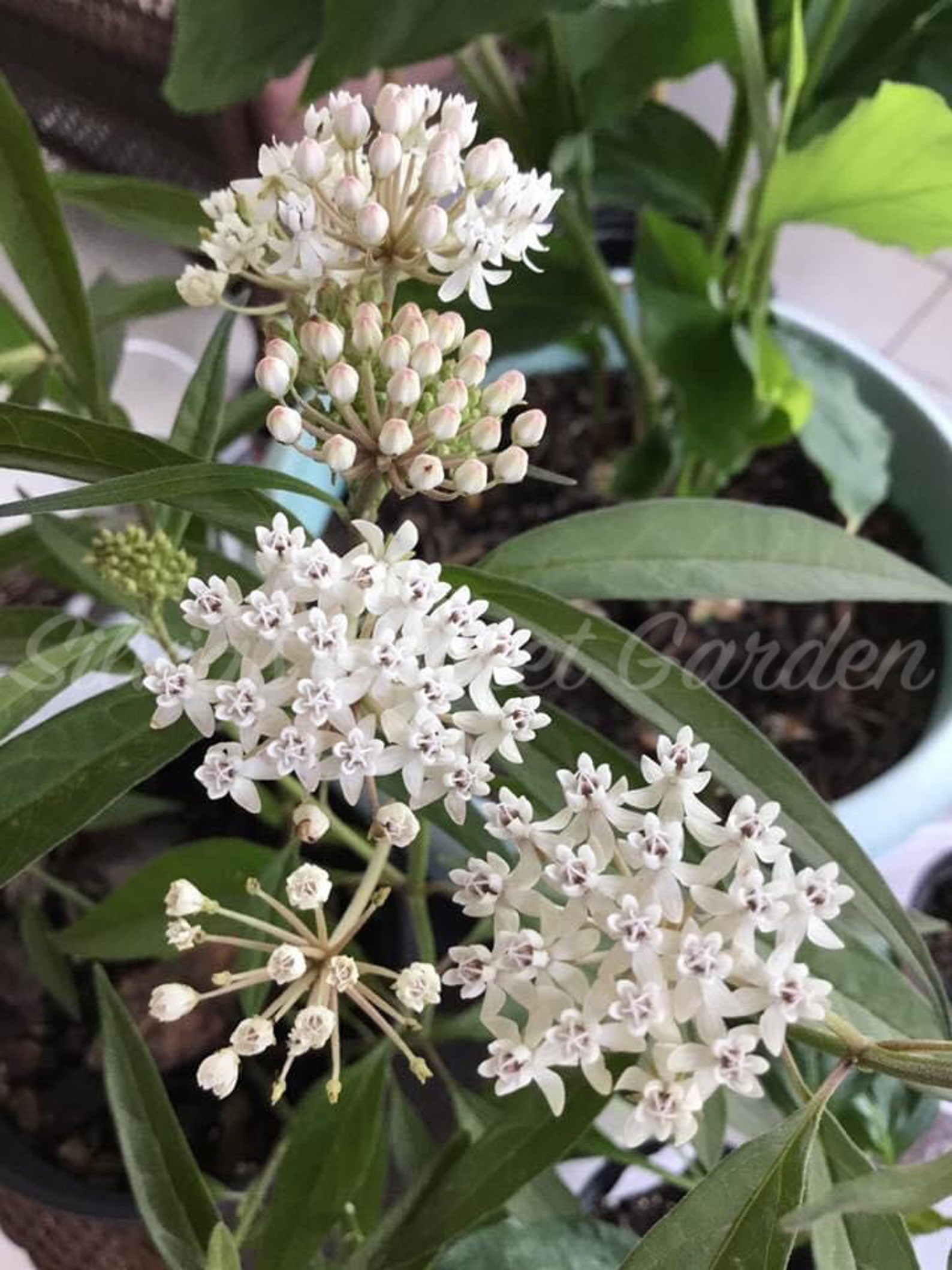 15 Organic Aquatic Milkweed seeds GMO and Pesticides Free. Etsy