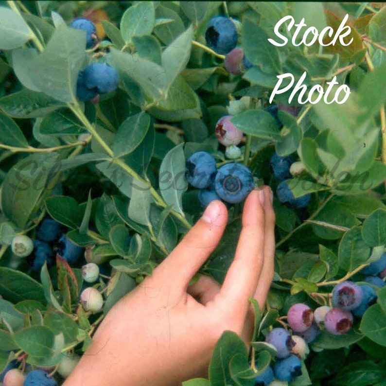 Emerald Blueberry Starter Live Plants Southern Zone 8 thru 10 Etsy
