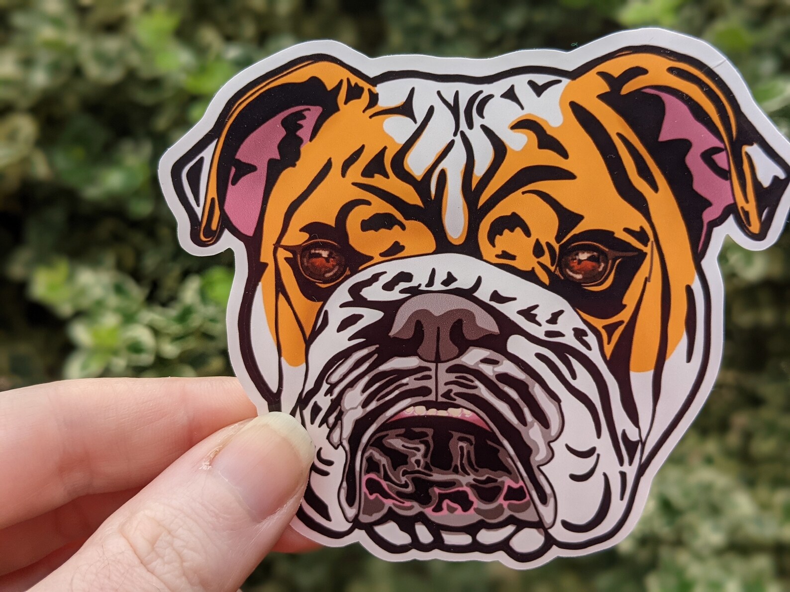English Bulldog Vinyl Diecut Sticker Bully Decal Bulldogs Etsy