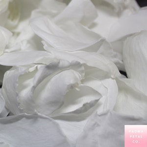 Rose Petals. Falling Rose Petals on the white , #Ad, #Petals, #Rose,  #white, #Falling #ad