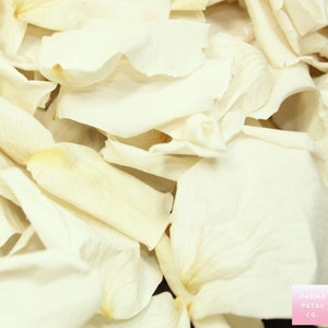Pétales de rose blancs, ivoire, crème, pétales de rose stabilisés - confettis de mariage, décoration, biodégradables