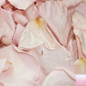 May include: A close-up of a pile of soft, pale pink rose petals. The petals are delicate and have a slightly wrinkled texture.